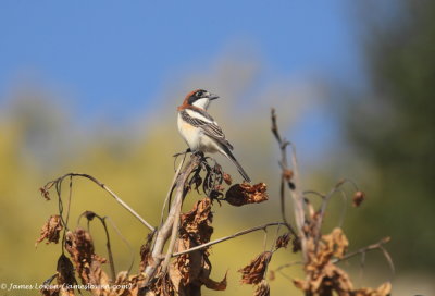 Woodchat Shrike