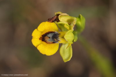Yellow Ophrys 
