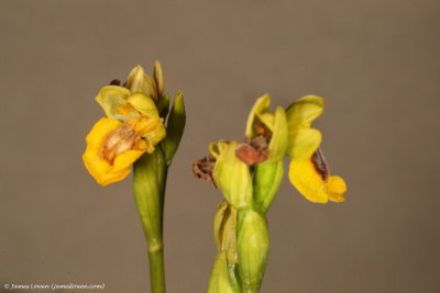 Yellow Ophrys 