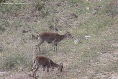 Spanish Ibex