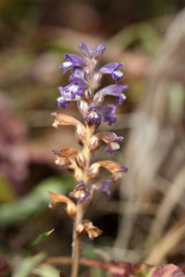 Broomrape sp