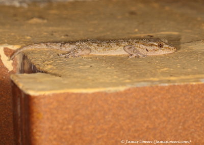 Moorish Gecko