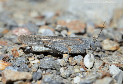 grasshopper sp