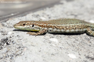 Spanish Wall Lizard