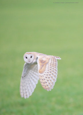 Barn Owl 