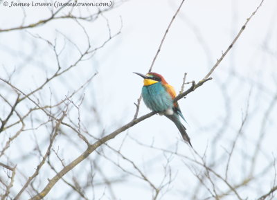 Bee-eater 