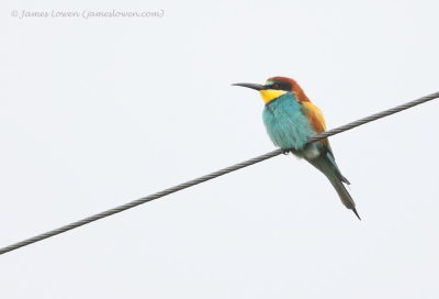 Bee-eater 