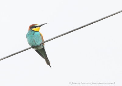 Bee-eater 