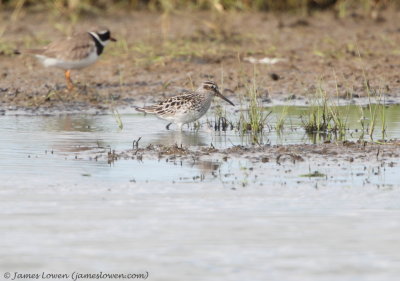 Broad-billed Sandpiper