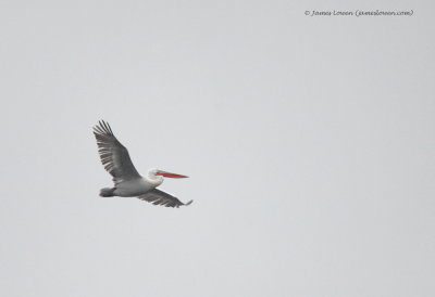 Dalmatian Pelican 