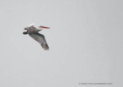 Dalmatian Pelican 