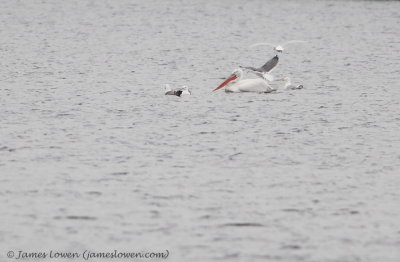 Dalmatian Pelican 