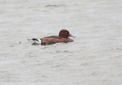 Ferruginous Duck 