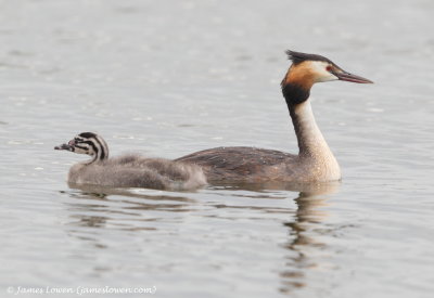Great Crested Grebec