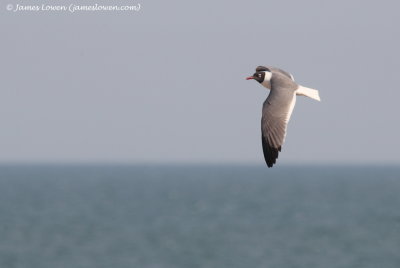 Laughing Gull 