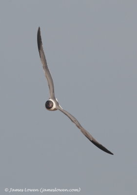 Laughing Gull 