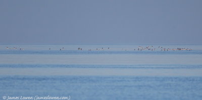 Long-tailed Ducks 