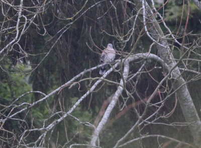 Oriental Turtle Dove (meena) 