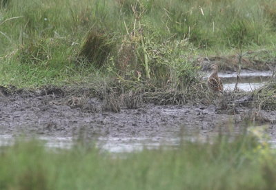 Pectoral Sandpiper 