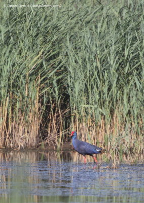 Western Purple Swamphen 