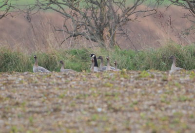 Todd's Canada Goose 