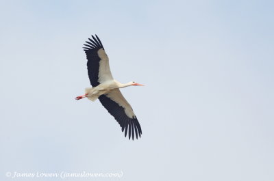 White Stork 