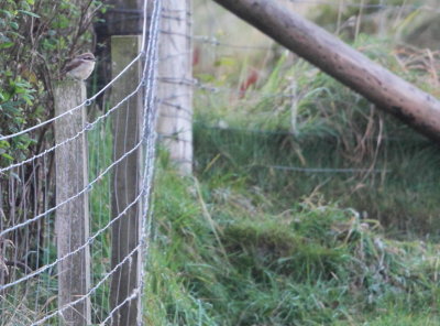 Brown Shrike 