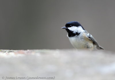 Coal Tit 