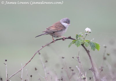 Common Whitethroat 