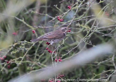 Dusky Thrush 