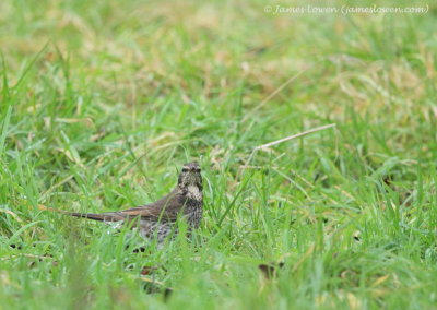 Dusky Thrush 