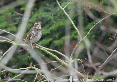 Dusky Thrush 