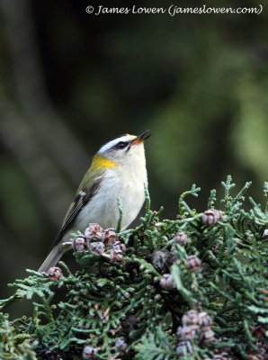 Firecrest 