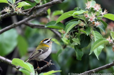 Firecrest 