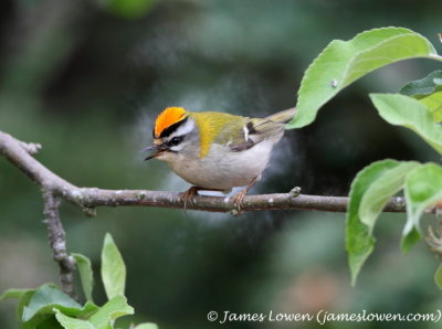 Firecrest 