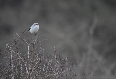 Great Grey Shrike 