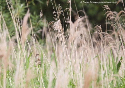 Great Reed Warbler 