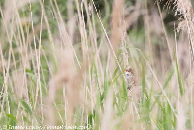 Great Reed Warbler 