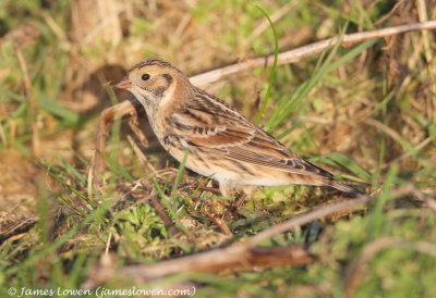Lapland Bunting 