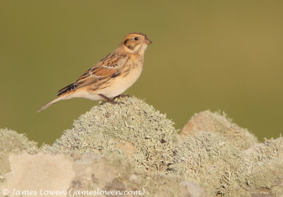 Lapland Bunting 