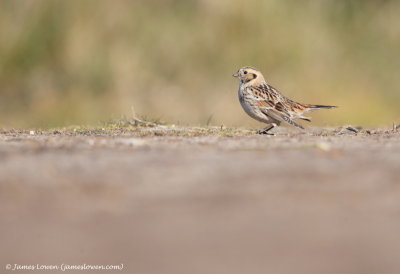 Lapland Bunting 