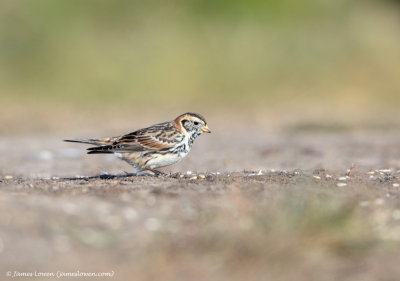 Lapland Bunting 