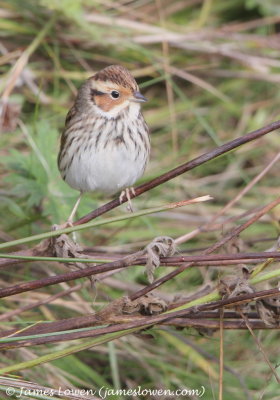 Little Bunting 