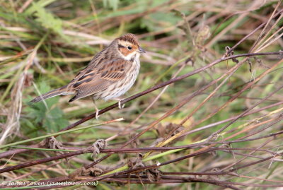 Little Bunting 