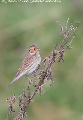 Little Bunting 