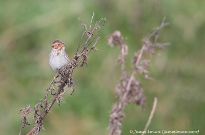 Little Bunting 