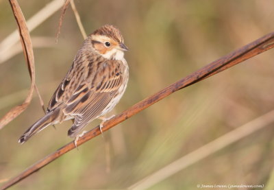 Little Bunting 