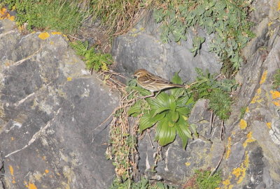 Pechora Pipit 