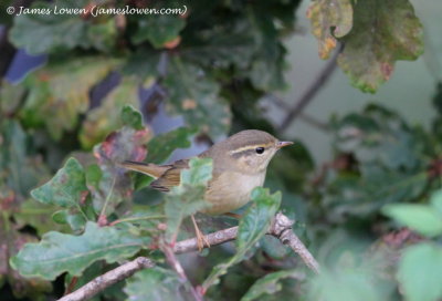 Radde's Warbler 