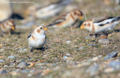 Snow Bunting 